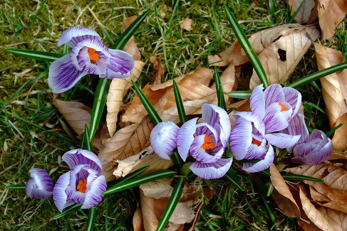 Frühling - Krokusse - Frühlingsblumen - Blumen