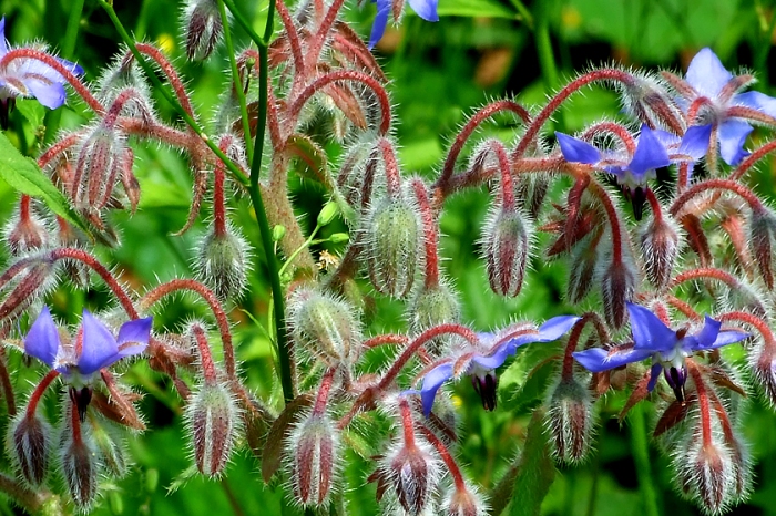 Haarige Angelegenheit Blaue Blüten Sommer Borretsch